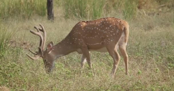 Красиві Чоловічі Пасовища Або Плямисті Олені Національному Парку Рантамбор Раджастхан — стокове відео