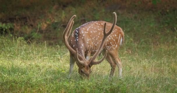 Vackra Manliga Chital Eller Fläckig Rådjur Bete Ranthambore National Park — Stockvideo