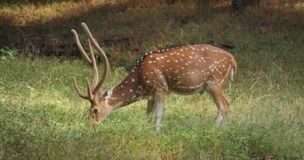 Vackra Manliga Chital Eller Fläckig Rådjur Bete Ranthambore National Park — Stockvideo