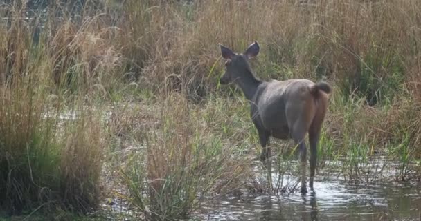Female Blue Bull Nilgai Asian Antelope Walking Forest Nilgai Endemic — Stock Video