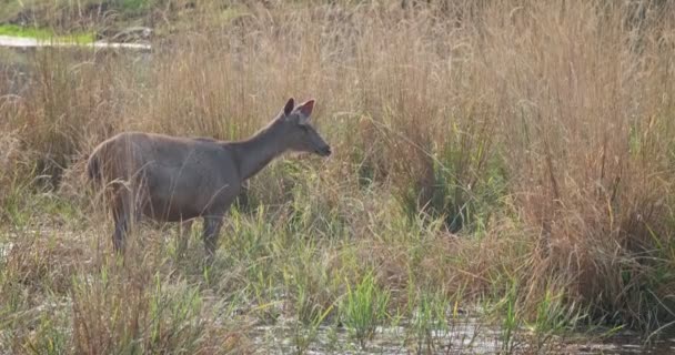 Weiblicher Blauer Bulle Oder Nilgai Ist Eine Asiatische Antilope Die — Stockvideo