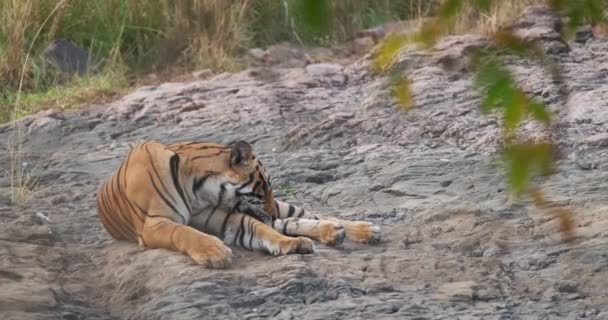 Güzel Bengal Kraliyet Kaplanı Ormanda Uyuyor Panthera Tigris Popülasyonu Hindistan — Stok video