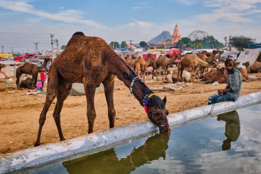 Pushkar, Hindistan - 6 Kasım 2019: Pushkar deve fuarında (Pushkar Mela) develer ve çiftlik hayvanları fuarı, dünyanın en büyük deve fuarı ve turistik merkezlerinden biri.