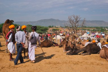 Pushkar, Hindistan - 6 Kasım 2019: Pushkar deve fuarında (Pushkar Mela) Hintli erkek ve develer - dünyanın en büyük deve fuarlarından ve turistik alanlarından biri olan yıllık deve ve ve ve ve hayvan fuarında