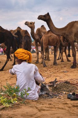 Pushkar, Hindistan - 6 Kasım 2019: Hintli kırsal köy adamı ve develeri Pushkar deve fuarında (Pushkar Mela) - dünyanın en büyük deve fuarlarından ve turistik alanlarından biri olan yıllık deve hayvan fuarı