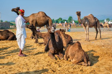 Pushkar, Hindistan - 7 Kasım 2019: Hintli kırsal köy adamı ve develeri Pushkar deve fuarı Pushkar Mela yıllık deve ve ve hayvan fuarı, dünyanın en büyük deve fuarı ve turistik merkezlerinden biri