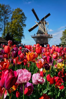 KEUKENHOF, NETHERLANDS - 9 Mayıs 2017: Keukenhof bahçesinde çiçek açan pembe laleler, nam-ı diğer Avrupa Bahçesi, yel değirmeni ve turistlerin bulunduğu dünyanın en büyük çiçek bahçelerinden biri.