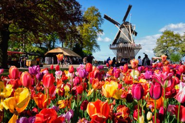 KEUKENHOF, NETHERLANDS - 9 Mayıs 2017: Keukenhof bahçesinde çiçek açan pembe laleler, nam-ı diğer Avrupa Bahçesi, yel değirmeni ve turistlerin bulunduğu dünyanın en büyük çiçek bahçelerinden biri.