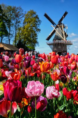 KEUKENHOF, NETHERLANDS - 9 Mayıs 2017: Keukenhof bahçesinde çiçek açan pembe laleler, nam-ı diğer Avrupa Bahçesi, yel değirmeni ve turistlerin bulunduğu dünyanın en büyük çiçek bahçelerinden biri.