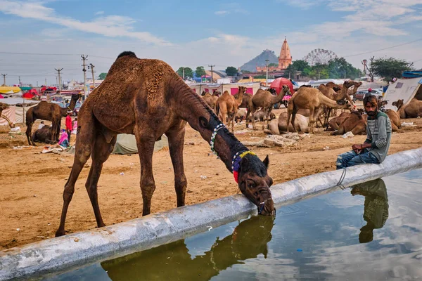 Pushkar Indien November 2019 Kamele Trinken Wasser Auf Der Kamelmesse — Stockfoto