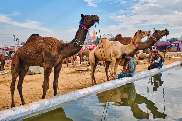 プシュカル インド 11月6 2019 プシュカルラクダフェアでラクダが水を飲む プシュカル 毎年5日間のラクダと家畜のフェア 世界最大のラクダの見本市や観光名所の一つ — ストック写真