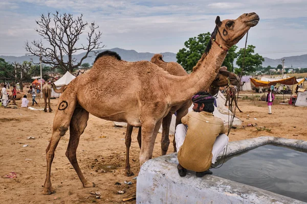 印度普什卡 2019年11月6日 骆驼在普什卡骆驼交易会 Pushkar Mela 上饮水 一年一度的五天骆驼和牲畜交易会 是世界上最大的骆驼交易会和旅游胜地之一 — 图库照片