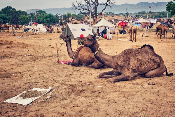 Pushkar India November 2019 Indiase Mannen Kamelen Pushkar Kamelenbeurs Pushkar — Stockfoto