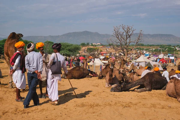 Pushkar Índia Novembro 2019 Homens Camelos Indianos Feira Camelos Pushkar — Fotografia de Stock