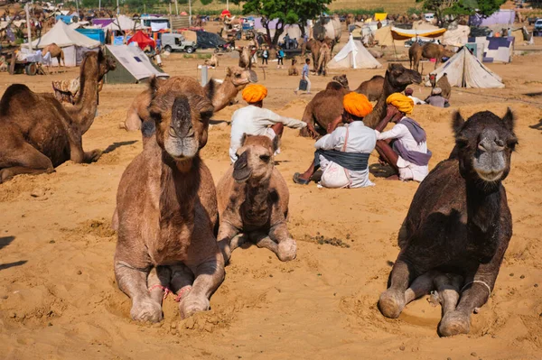 Pushkar India Noviembre 2019 Hombres Camellos Indios Feria Camellos Pushkar —  Fotos de Stock