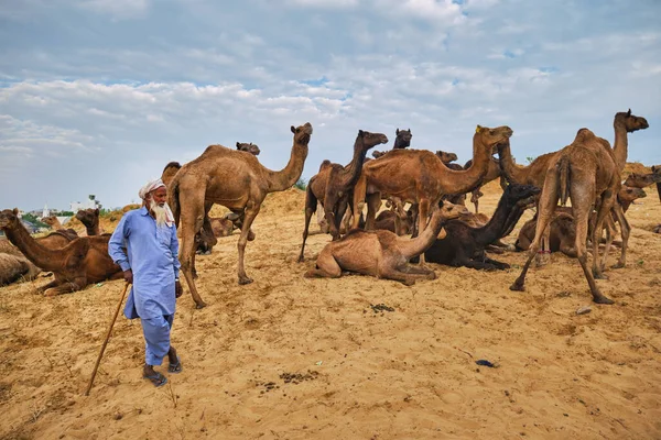 Pushkar Indien November 2019 Indischer Dorfbewohner Und Seine Kamele Auf — Stockfoto