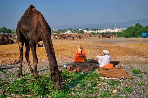Pushkar India November 2019 Indian Man His Camel Sadhu Pushkar — Stock Photo, Image