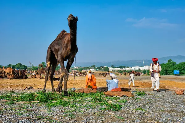 プシュカル インド 11月7 2019 プシュカルラクダフェアでのインドの男 彼のラクダとサドゥ プシュカル 毎年恒例のラクダと家畜のフェア 世界最大のラクダの見本市や観光名所の一つ — ストック写真