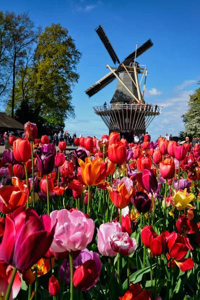 KEUKENHOF, NETHERLANDS - 9 Mayıs 2017: Keukenhof bahçesinde çiçek açan pembe laleler, nam-ı diğer Avrupa Bahçesi, yel değirmeni ve turistlerin bulunduğu dünyanın en büyük çiçek bahçelerinden biri.