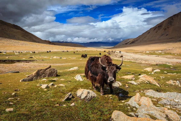 在喜马拉雅山放牧牦牛 拉达克 查谟和克什米尔 — 图库照片