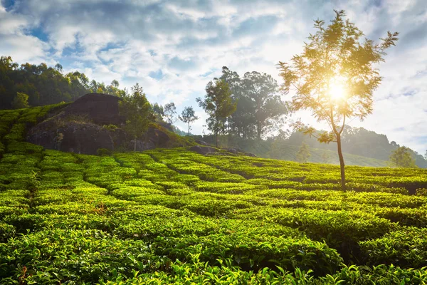 Groene Thee Plantage Ochtend Munnar Kerala Staat Zuid India — Stockfoto