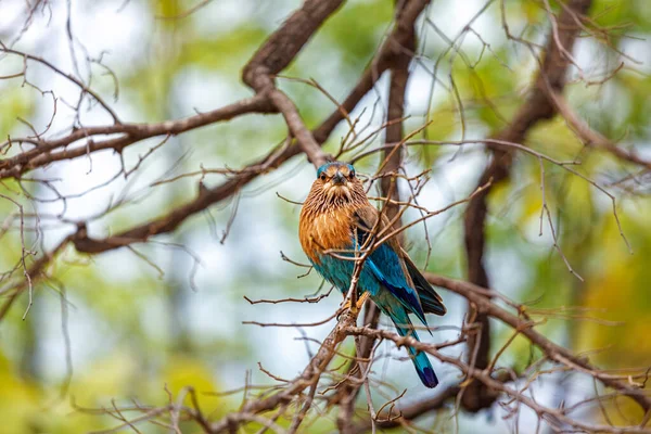 Pájaro Rodillo Indio Árbol Parque Nacional Bandhavgarh Madhya Pradesh India — Foto de Stock