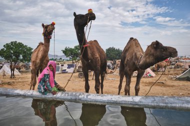 Pushkar, Hindistan - 6 Kasım 2019: Pushkar deve fuarında (Pushkar Mela) develer ve çiftlik hayvanları fuarı, dünyanın en büyük deve fuarı ve turistik merkezlerinden biri.