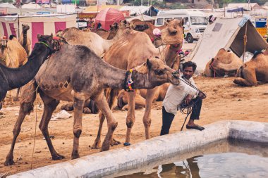 Pushkar, Hindistan - 6 Kasım 2019: Pushkar deve fuarında (Pushkar Mela) develer ve çiftlik hayvanları fuarı, dünyanın en büyük deve fuarı ve turistik merkezlerinden biri.