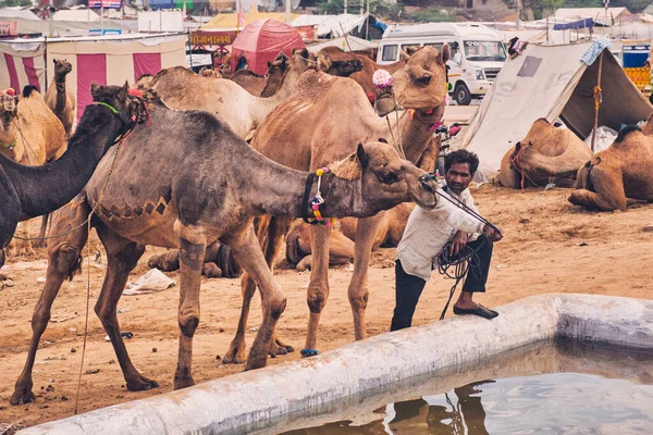 印度普什卡 2019年11月6日 骆驼在普什卡骆驼交易会 Pushkar Mela 上饮水 一年一度的五天骆驼和牲畜交易会 是世界上最大的骆驼交易会和旅游胜地之一 — 图库照片