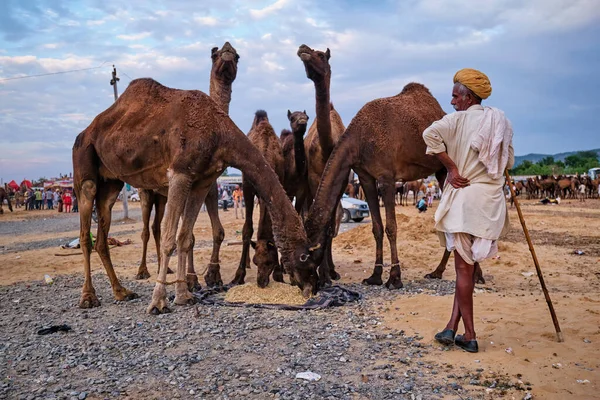 Pushkar Índia Novembro 2019 Homem Camelos Aldeia Rural Indiana Feira — Fotografia de Stock