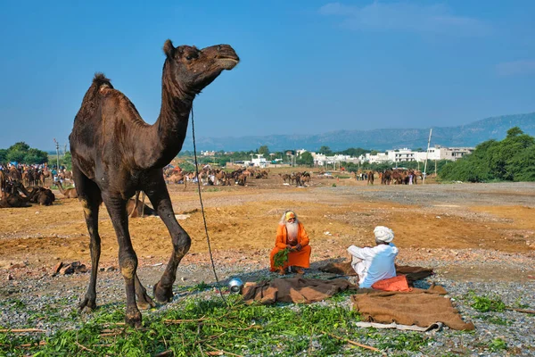 Pushkar Indien November 2019 Indischer Mann Sein Kamel Und Sadhu — Stockfoto