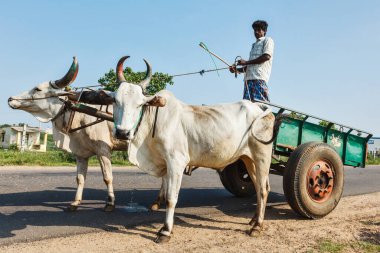 TAMIL NADU, INDIA - 12 Eylül 2009: Kimliği belirsiz Hintli adam at arabasında öküzlerin boyunduruğuyla. Taşıma hala Hindistan 'da yaygın bir ulaşım aracıdır. Özellikle kırsal bölgelerde.