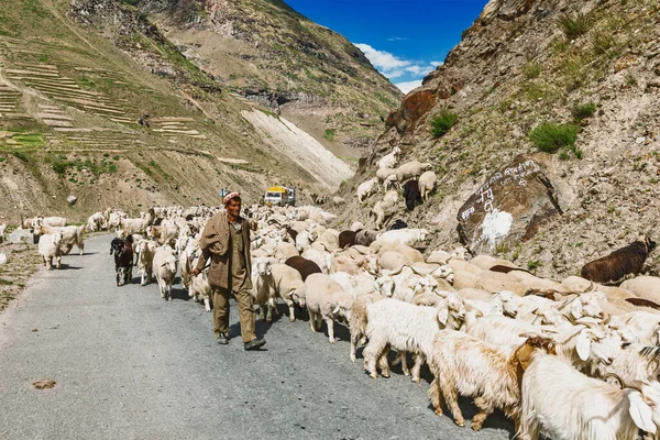 Ladakh Índia Setembro 2012 Pastor Caxemira Com Rebanho Cabras Ovelhas — Fotografia de Stock