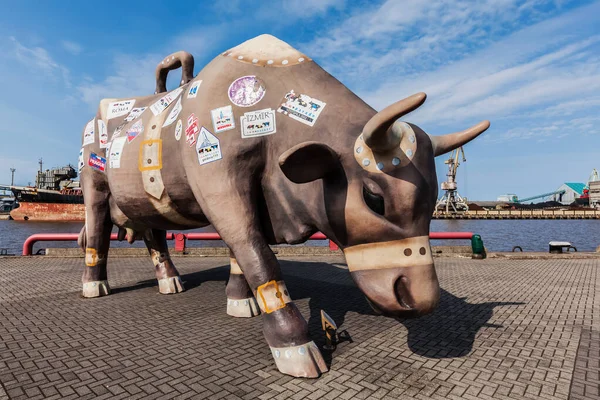 Ventspils Latvia March 2014 Traveling Cow Statue Monument Meters Tall — Stock Photo, Image