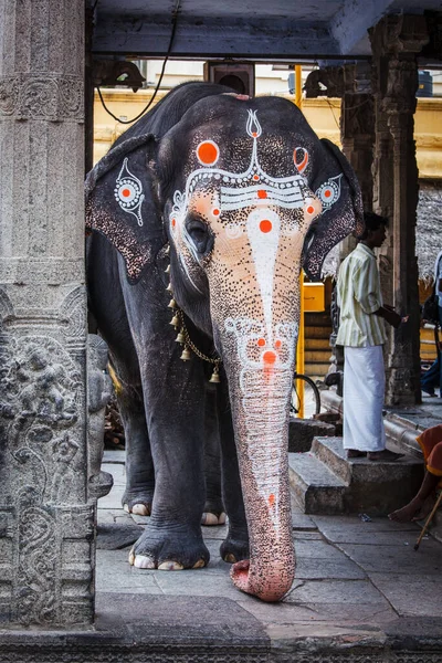 Kanchipuram インド 2009年9月12日 カイラサンタル神殿の象 寺院の象は 特に南インドでは 多くの寺院の儀式や祭りの重要な部分です — ストック写真