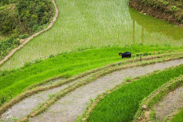 Sapa Vietnam June 2011 Unidentified Woman Working Rice Field Terraces — 图库照片