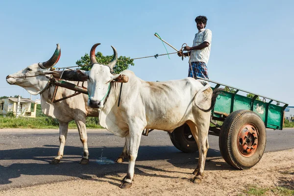 TAMIL NADU, INDIA - SEPTEMBER 12, 2009: Unidentified indian man on cart with yoke of oxen. Cartage is still a common means of transport in India especially in rural areas
