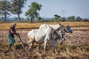 MYANMAR - 6 Ocak 2014: Burmese köylüsü öküzle tarlayı sürüyor. GSYİH 'nın yüzde 60' ını ve işgücünün yüzde 65 'ini oluşturan tarım, ülkenin ana sanayiidir.