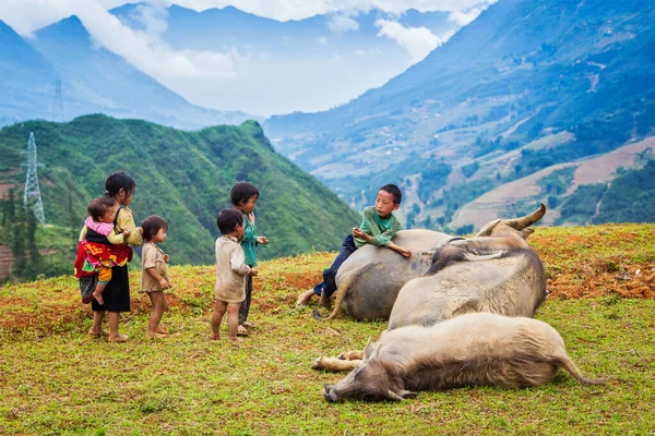 Sapa Vietnam 2011年6月10日 Van村に水牛のいるベトナム人未確認児童 ベトナムの経済成長率は世界で最も高いが 貧困率は依然として高い — ストック写真