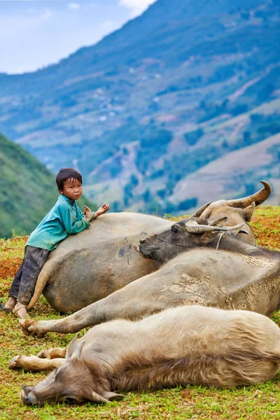 Sapa Vietnam 2011年6月10日 Van村に水牛のいるベトナム人未確認少年 ベトナムの経済成長率は世界で最も高いが 貧困率は依然として高い — ストック写真