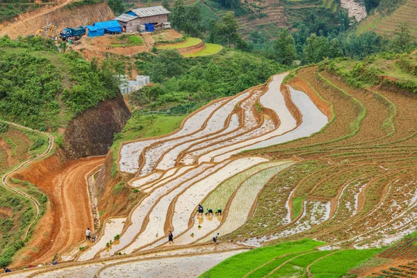 Sapa Vietnam June 2011 Unidentified People Working Rice Field Terraces — Stock Photo, Image
