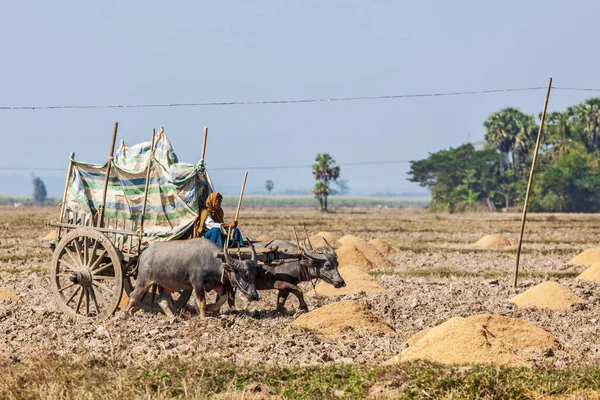 Myanmar Enero 2014 Campesino Birmano Que Trabaja Campo Con Carro — Foto de Stock