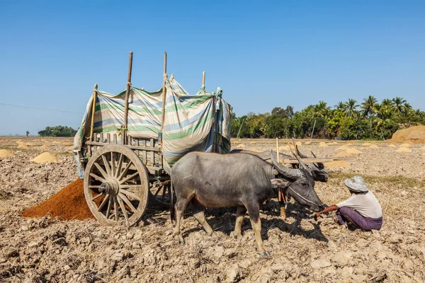 Myanmar January 2014 Myanmar Peasant Working Field Cart 农业是缅甸的主要产业 占国内生产总值的60 — 图库照片