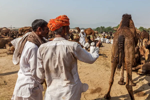 普什卡 2012 印度裔男子和骆驼漫步在普虚卡骆驼公平 普虚卡 Mela 年度五天骆驼和牲畜的公平 世界上最大的骆驼交易会和旅游景点之一 — 图库照片