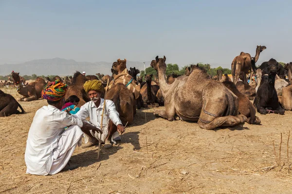 Pushkar India November 2012 Indian Men Camels Pushkar Camel Fair — Stock Photo, Image