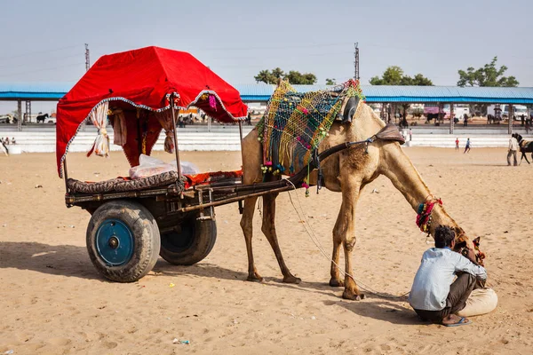 Pushkar India Noviembre 2012 Taxi Camello Para Turistas Feria Camellos — Foto de Stock