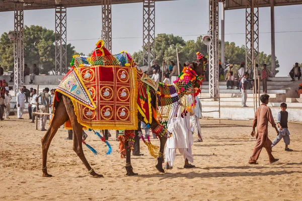 Pushkar Índia Novembro 2012 Concurso Competição Decoração Camelos Feira Camelos — Fotografia de Stock