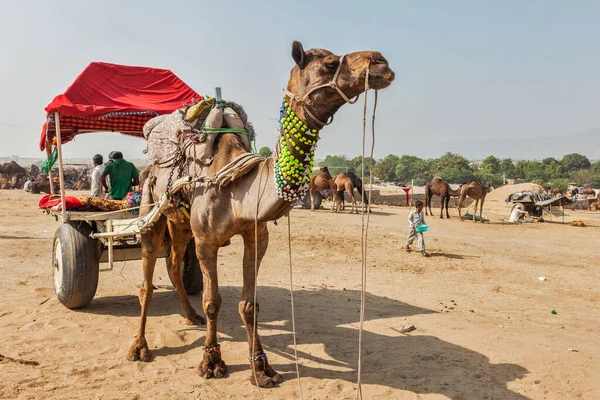 Pushkar India Noviembre 2012 Taxi Camello Para Turistas Feria Camellos —  Fotos de Stock