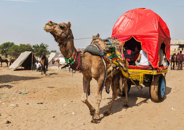 stock image PUSHKAR, INDIA - NOVEMBER 20, 2012: Camel taxi for tourists at Pushkar camel fair (Pushkar Mela) - annual camel and livestock fair, one of the world's largest camel fairs and tourist attraction