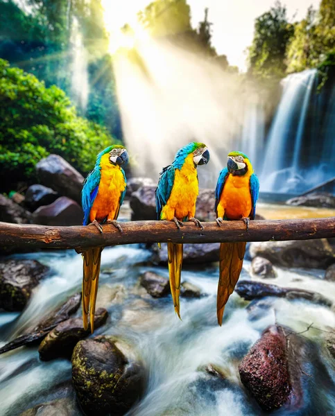 Blue Yellow Macaw Ara Ararauna Também Conhecida Como Blue Gold — Fotografia de Stock